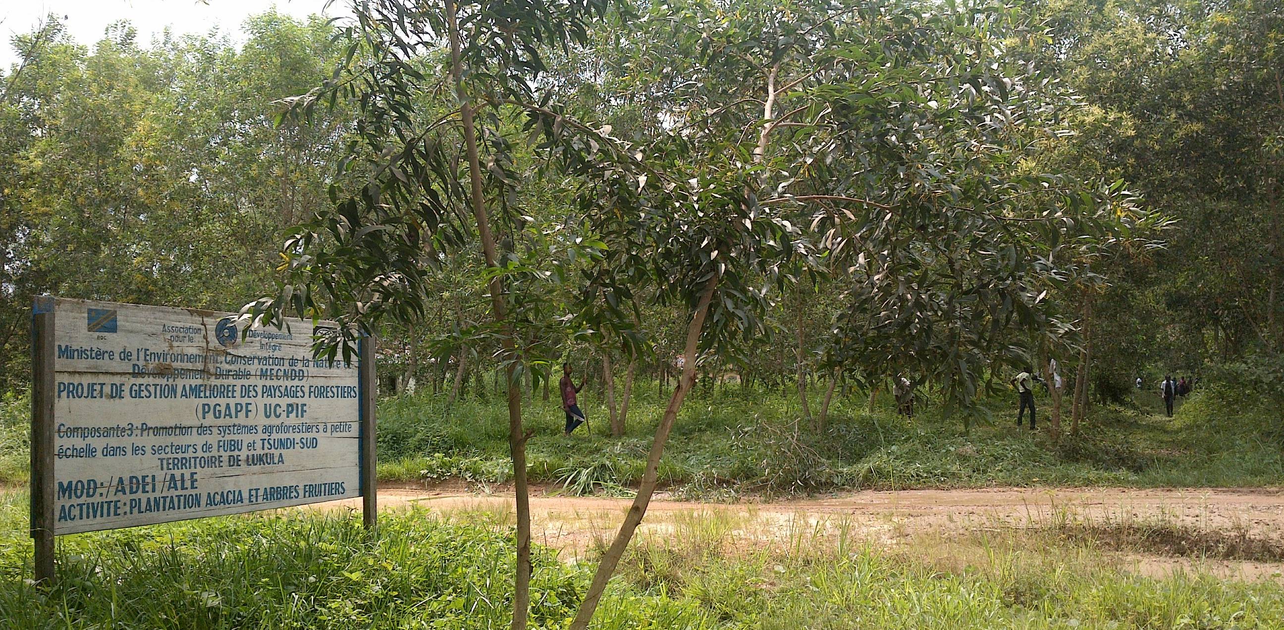 Bloc de plantation agroforestière réalisée par le projet au chef lieu du Secteur de Fubu